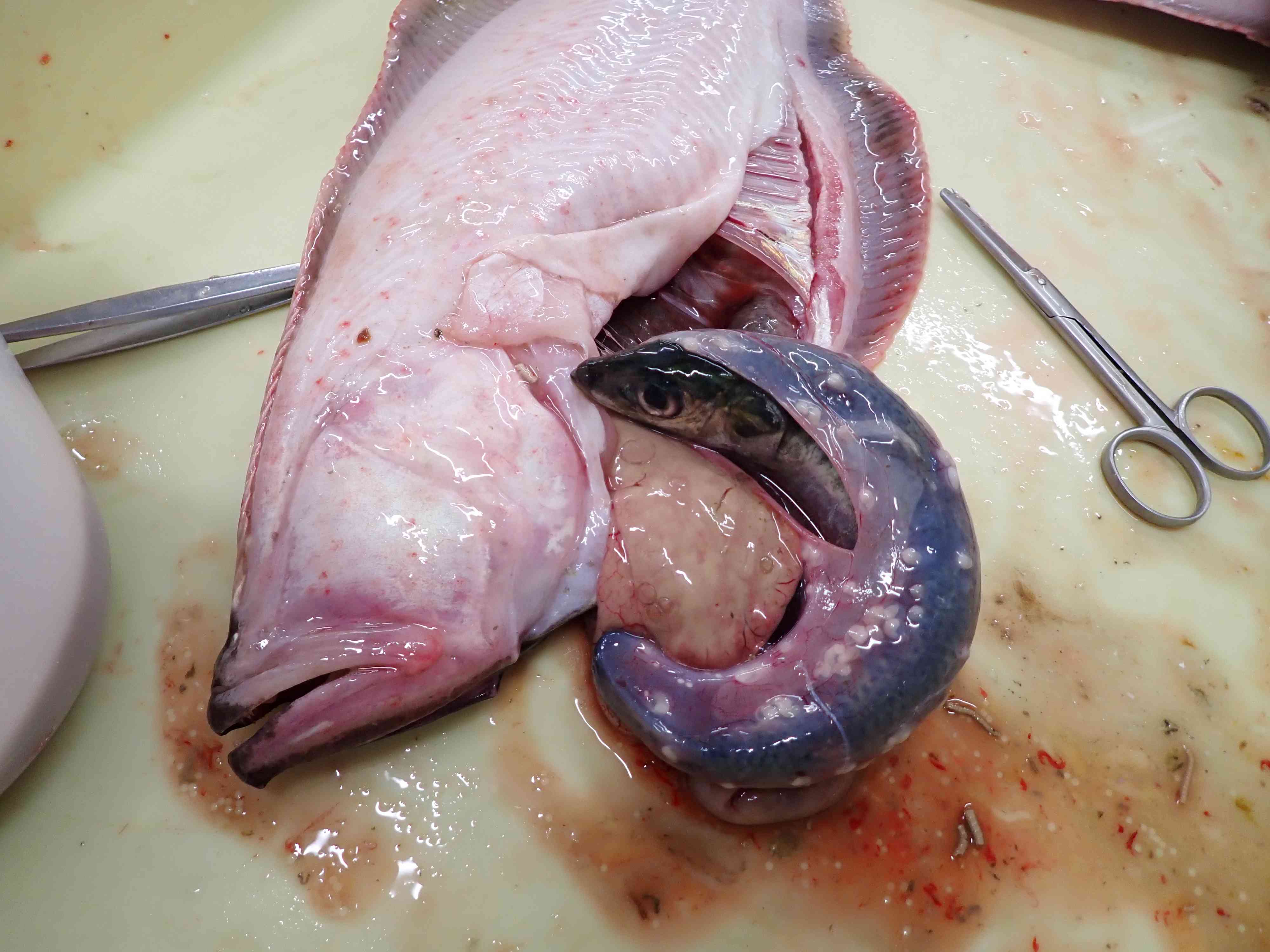 網代アカガレイ マイワシ捕食
