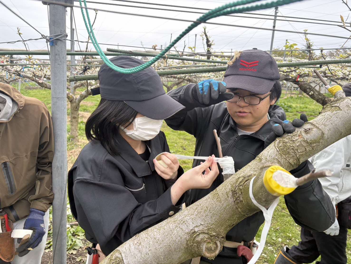 接ぎ木