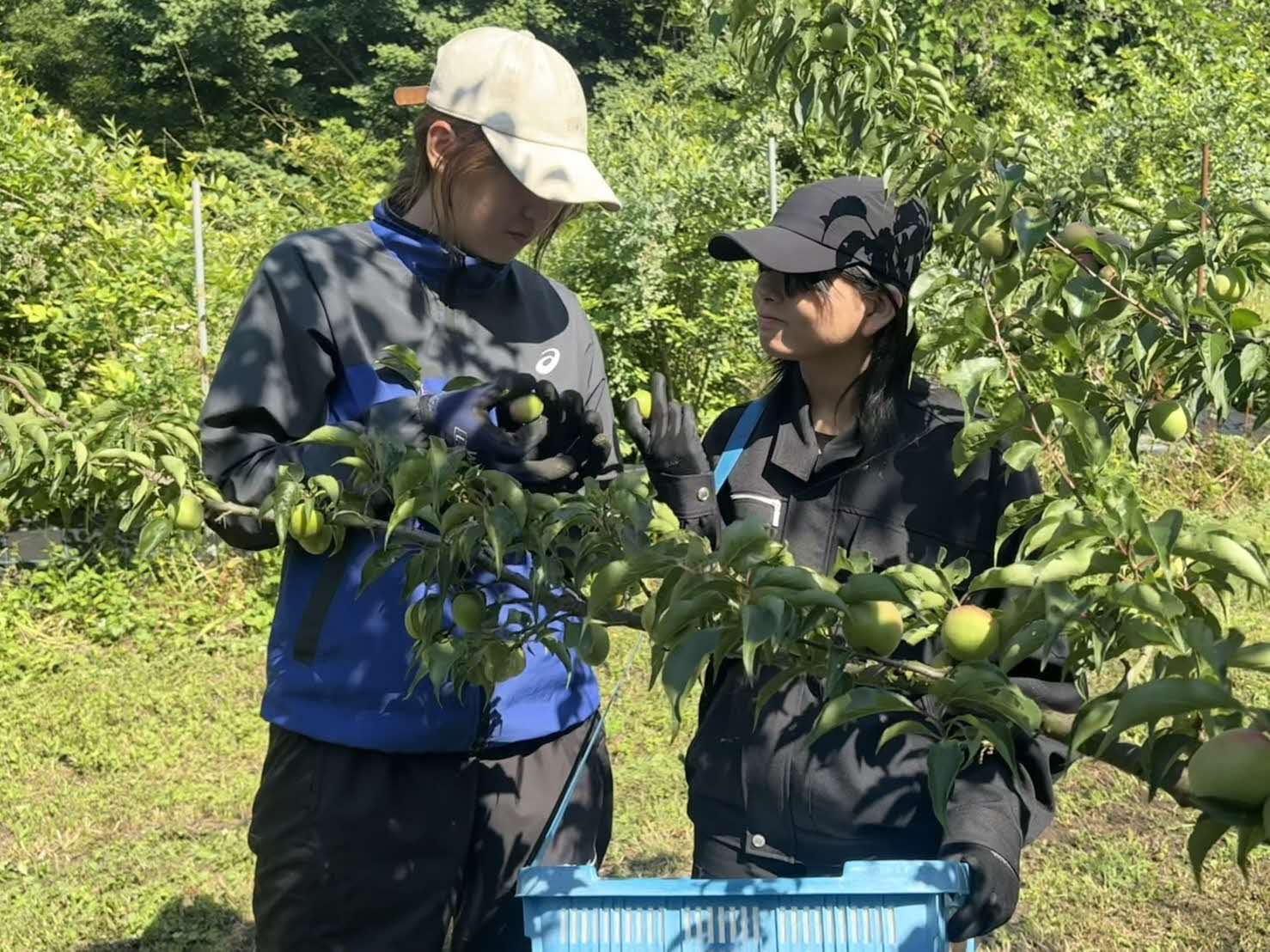 ウメ収穫