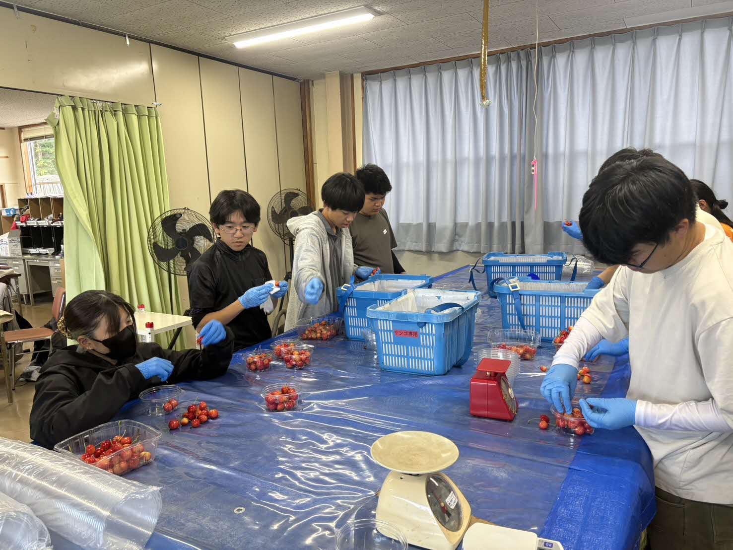 サクランボ調整