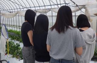 いちご狩り
