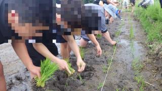 taue
