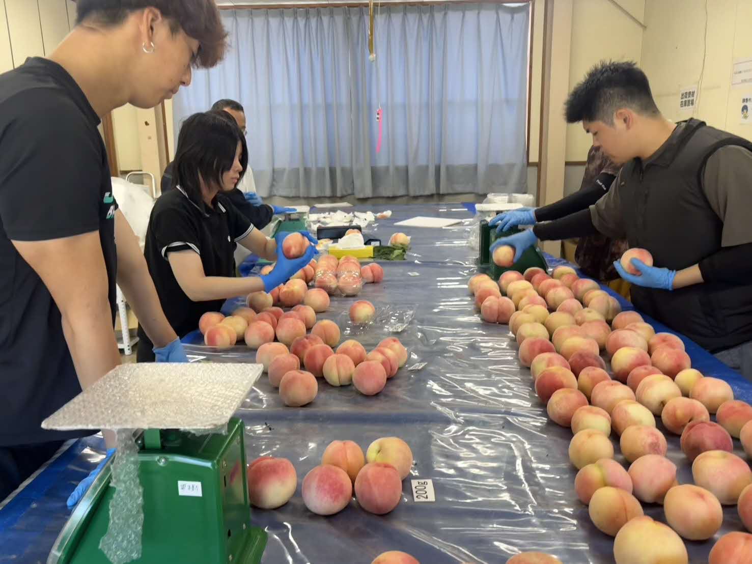 モモ収穫