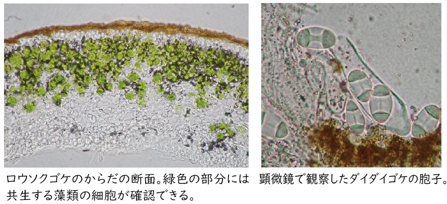 顕微鏡で観察