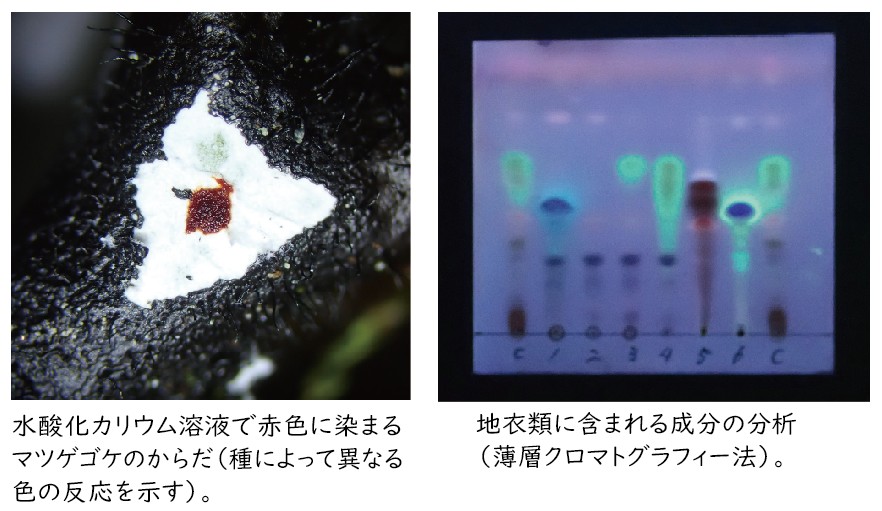 薬品による色の変化