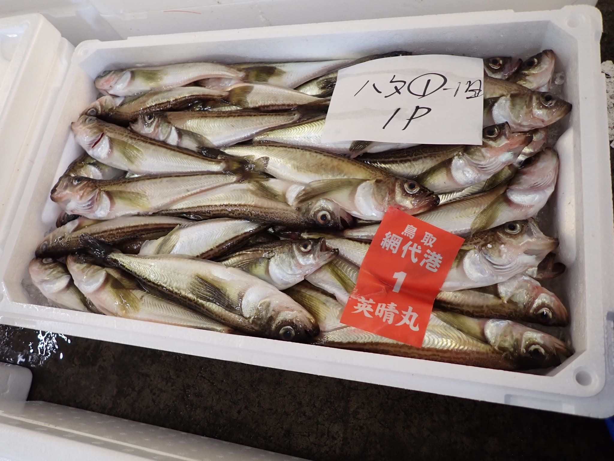 ハタハタ