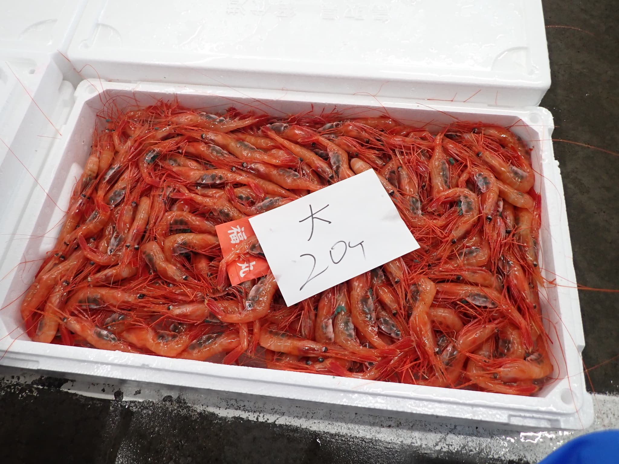 ホッコクアカエビ生鮮