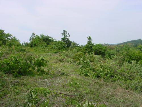 伐採風景