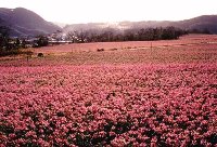 ラッキョウ畑