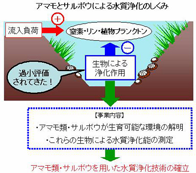 アマモとサルボウによる水質浄化のしくみ