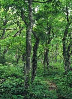 大山のブナ林画像