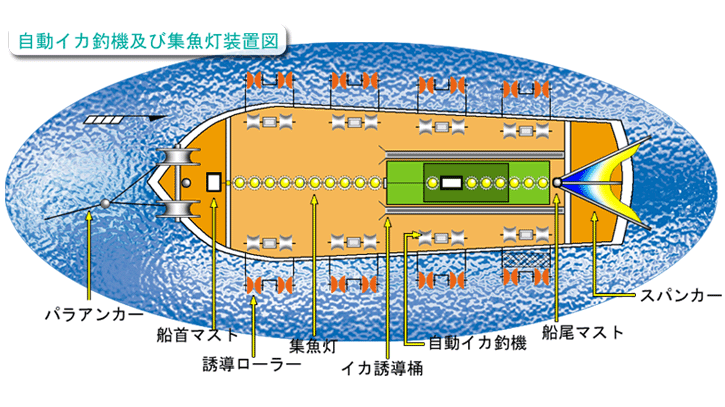 自動イカ釣り機の配置