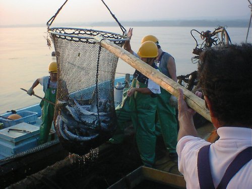 魚の取り揚げ