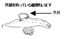 ゾウクラゲ