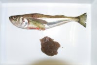 ハタハタ