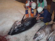 マグロ標識個体