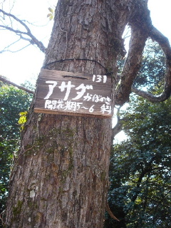 アサダ