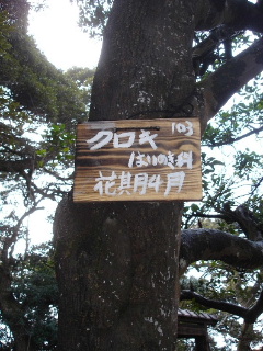 クロキ