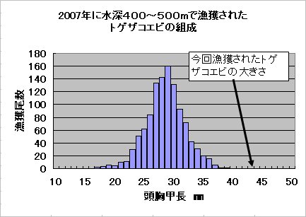 トゲザコエビの体長組成