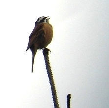 hojiroo