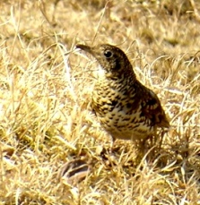 toratu