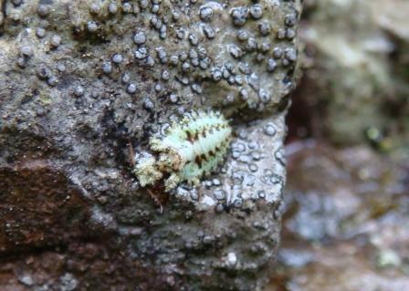 その22 蟻地獄を作らないアリジゴク 中部総合事務所生活環境局 とりネット 鳥取県公式サイト