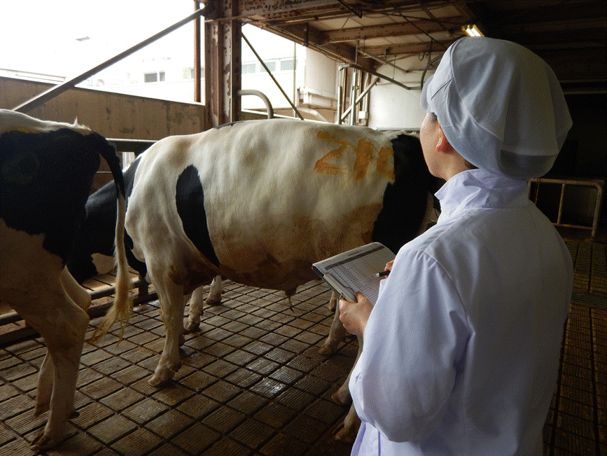牛生体検査
