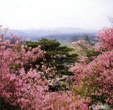 亀井公園