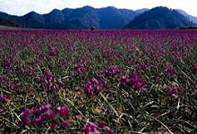 花の時期のらっきょう畑の写真