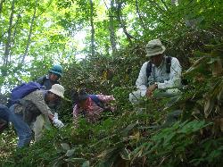 擬宝珠山