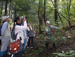 広葉樹林散策の様子