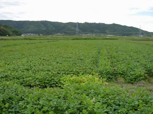 小豆の栽培状況