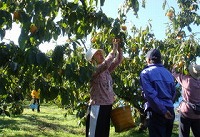 体験農園での梨狩りの様子。県外から多くの観光客が訪れる。