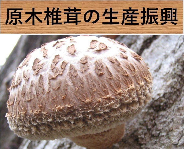 原木椎茸の生産振興