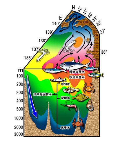 日本海の構造と生物