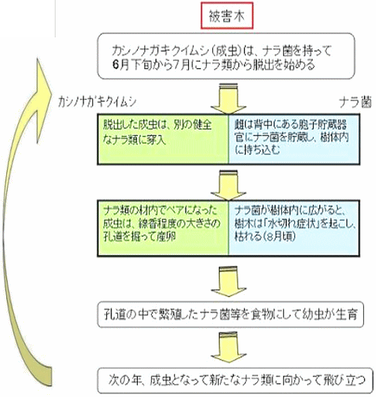 カシノナガキクイムシのライフサイクルとナラ枯損の関係フォロー図