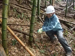 伐採の様子