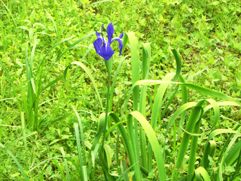 カキツバタ