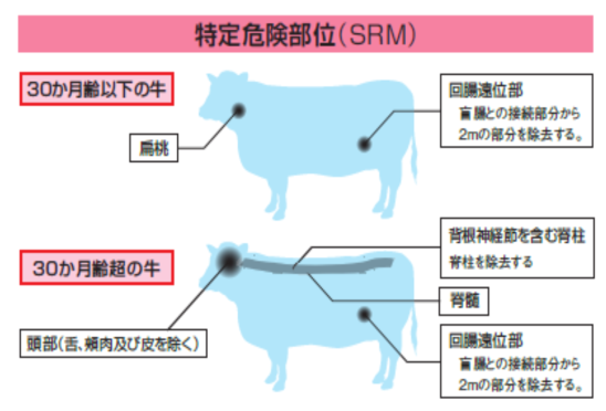 牛特定危険部位