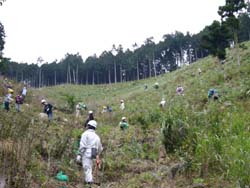 植栽活動を行う参加者