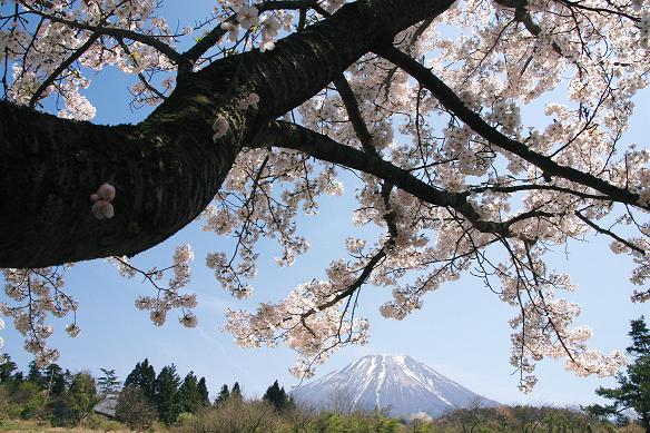 桜と大山