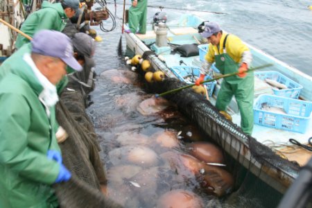 定置網に入った大型クラゲ