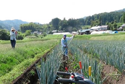 白ネギの労働調査