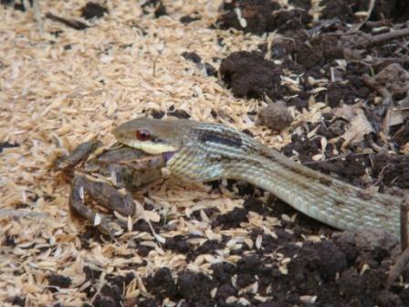 カエルの合唱 中部総合事務所生活環境局 とりネット 鳥取県公式サイト