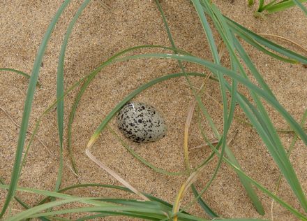 砂の上の卵