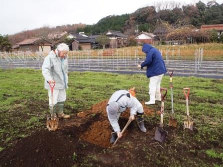 作付け前の土壌断面調査