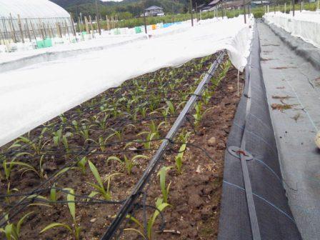 シンテッポウユリの不織布べたがけによる活着促進