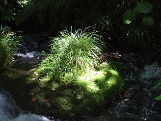 石に草がはえてる