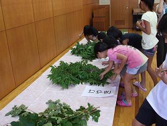 葉っぱえらび