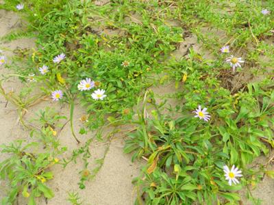 ハマベノギクの花畑